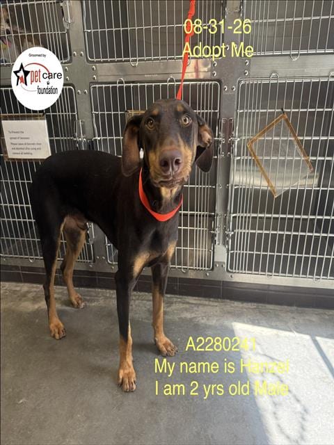 Photo of Hanzel, adoptable Doberman Pinscher in Los Angeles, California