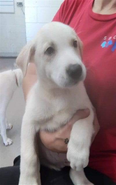 Photo of Mercury, adoptable Labrador Retriever in San Bernardino, California