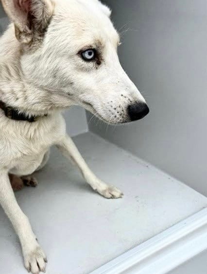 Photo of A662013, adoptable Siberian Husky in Houston, Texas