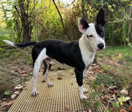 Photo of Carlton, adoptable Staffordshire Bull Terrier in Houston, Texas