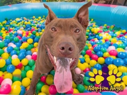 Photo of Behr, adoptable dog in Georgetown, Texas