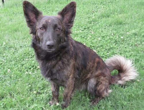 Photo of Blaze, adoptable Dutch Shepherd in Grovertown, Indiana