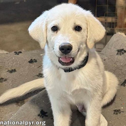 Photo of Boreas in OH - Loves Belly Rubs, adoptable Great Pyrenees in Beacon, New York