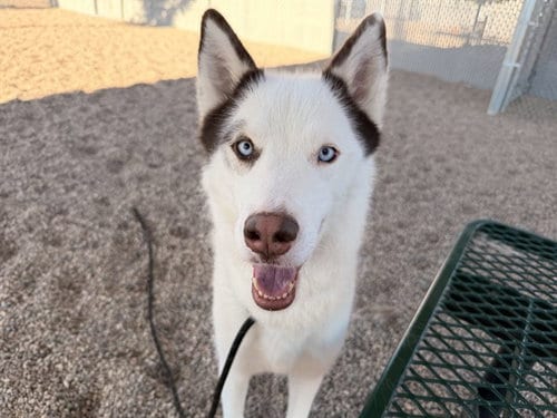 Photo of Clementine, adoptable Siberian Husky in Mesa, Arizona