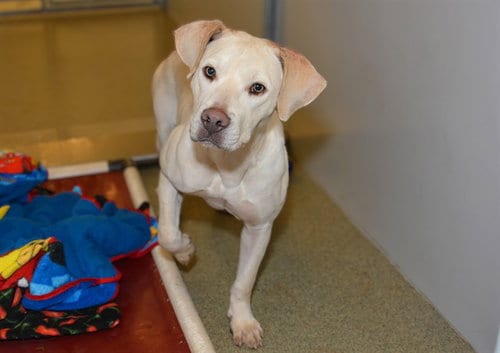 Photo of Joelle, adoptable Labrador Retriever in West Valley, Utah