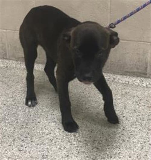 Photo of Olive Oyl, adoptable American Pit Bull Terrier in Conroe, Texas