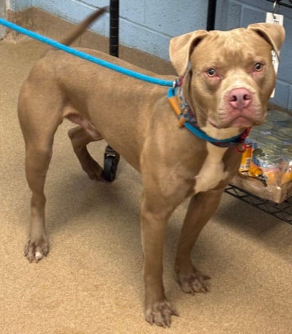 Photo of Scottsdale, adoptable dog in Chamblee, Georgia