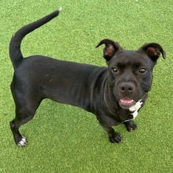 Photo of Queen 6266, adoptable Terrier (Unknown Type, Medium) Mixed Breed (Medium) in Loxahatchee, Florida