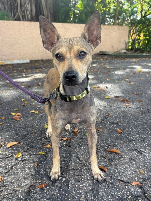Photo of Jackie, adoptable Jack Russell Terrier in Margate, Florida