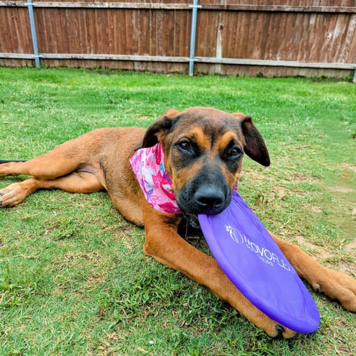 Photo of Shasta Gail (New Digs), adoptable Boxer in Dallas, Texas
