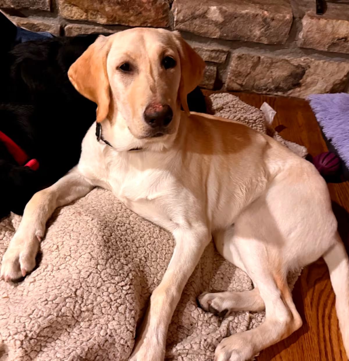 Photo of Skipper Craven, adoptable Labrador Retriever/Mixed Breed (Large) in Apex, North Carolina