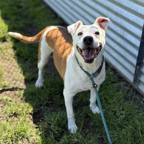 Photo of Penny, adoptable Pit Bull Terrier in Modesto, California