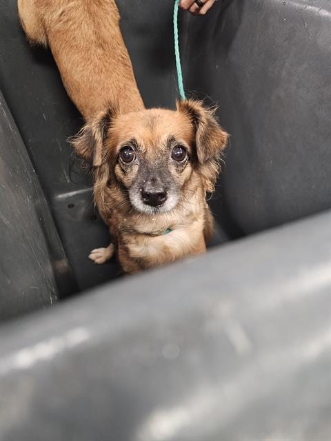 Photo of Bonnie, adoptable Chihuahua in Dallas, Texas