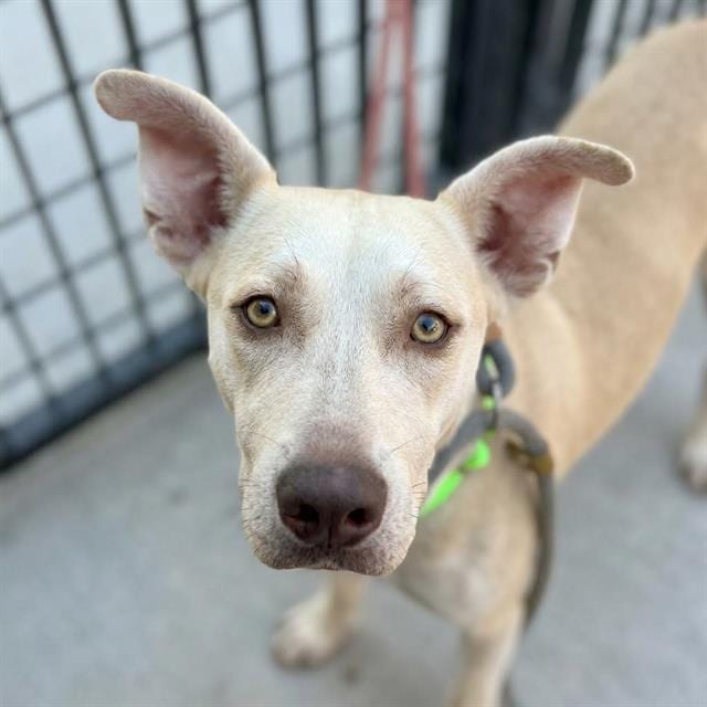 Photo of Winnifred, adoptable dog
