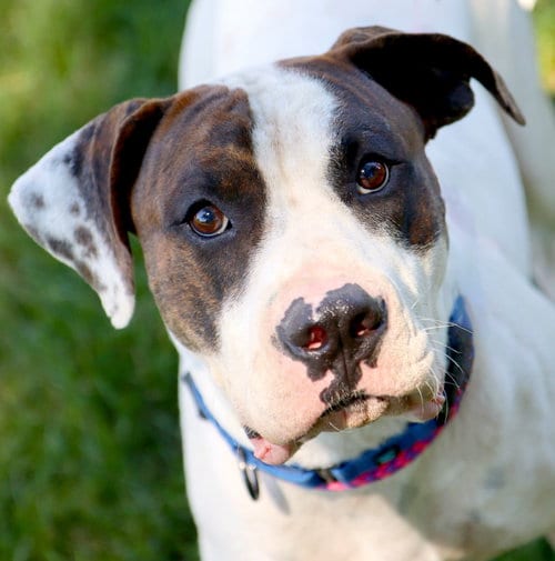 Photo of Dos, adoptable American Bulldog in Raytown, Missouri