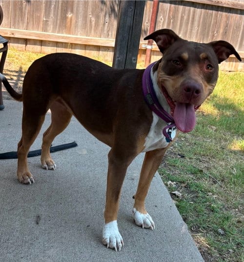 Photo of Bleu/ Shuga, adoptable Pit Bull Terrier in Great Bend, Kansas