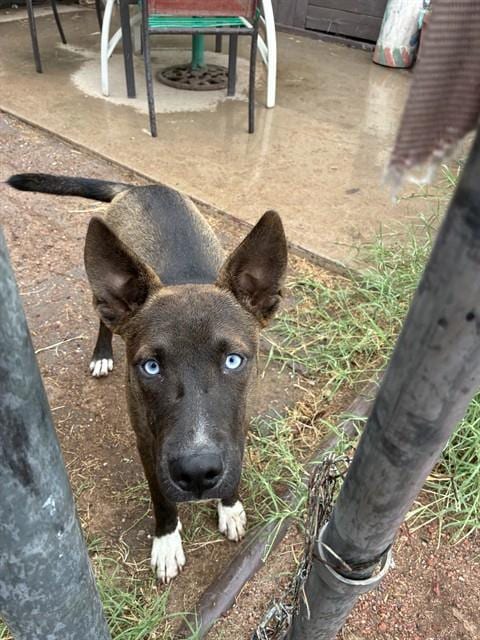 Photo of Jagger, adoptable Belgian Shepherd Malinois in Phoenix, Arizona