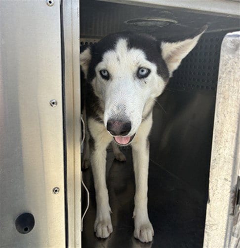 Photo of Mulan, adoptable Siberian Husky in Phoenix, Arizona