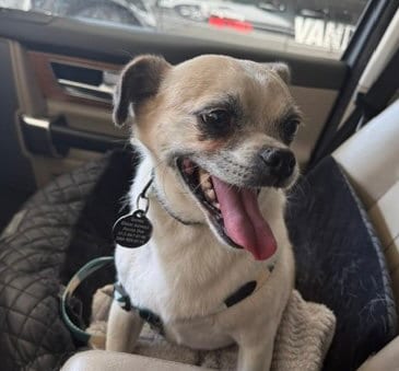 Photo of Rocky, adoptable Pug in Bellevue, Washington