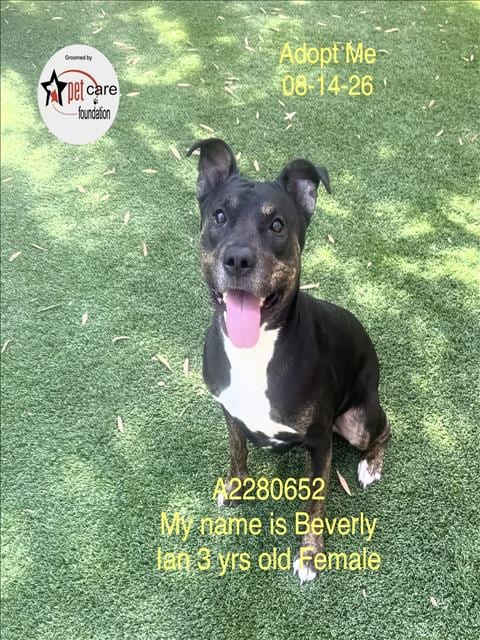 Photo of Beverly, adoptable Pit Bull Terrier in Los Angeles, California