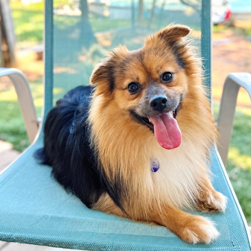 Photo of Bixby, adoptable Pomeranian in Garland, Texas