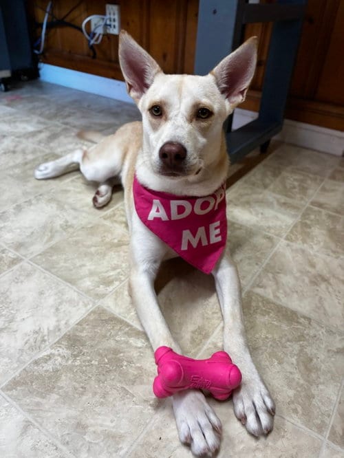 Photo of Banana Pudding, adoptable Husky in Raleigh, North Carolina