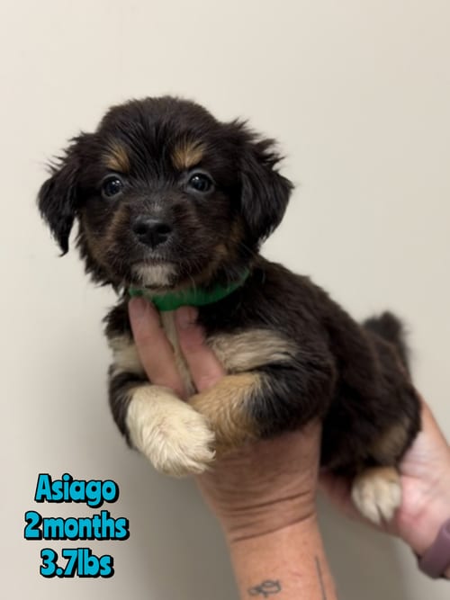 Photo of Asiago, adoptable Unknown breed in Holbrook, New York