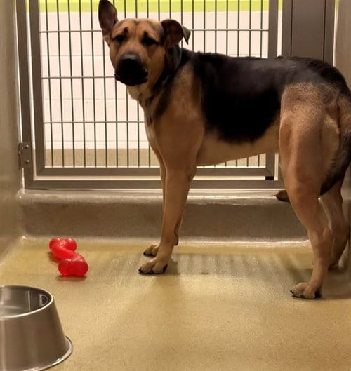 Photo of Kreed, adoptable German Shepherd Dog in Rancho Cucamonga, California