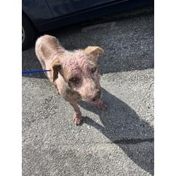 Photo of Teddy, adoptable Terrier (Unknown Type, Medium) in Doral, Florida