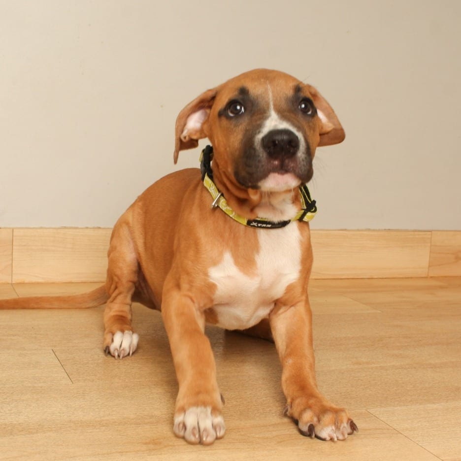 Photo of Stanley D70984, adoptable Boxer / Mixed Breed (Medium) in Minnesota, Minnesota