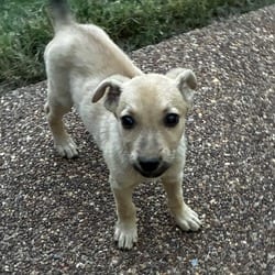 Photo of Hampton, adoptable Chihuahua Dachshund in Winchester, Virginia