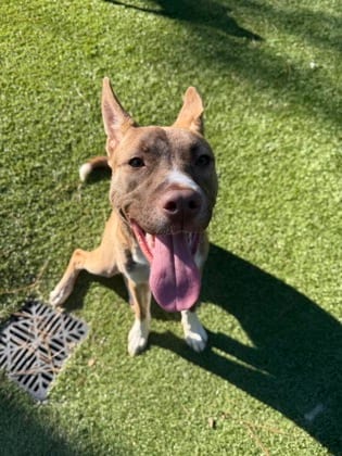 Photo of Everly, adoptable dog in Chamblee, Georgia