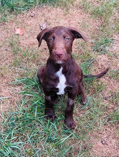 Photo of Lincoln, adoptable Labrador Retriever in Fenton, Missouri