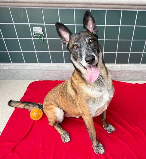 Photo of Floki, adoptable German Shepherd Dog in Rancho Cucamonga, California