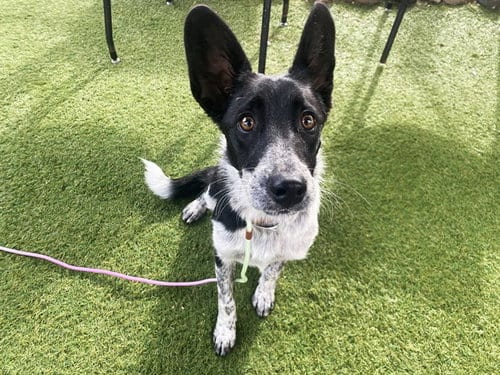 Photo of Paula, adoptable Australian Cattle Dog/Blue Heeler in Phoenix, Arizona