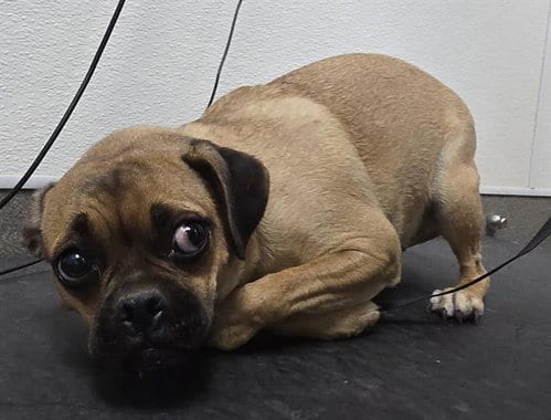 Photo of A128505, adoptable Pug in HESPERIA, California