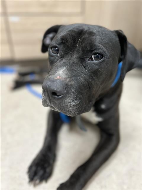 Photo of Oscar, adoptable Pit Bull Terrier in Saginaw, Michigan