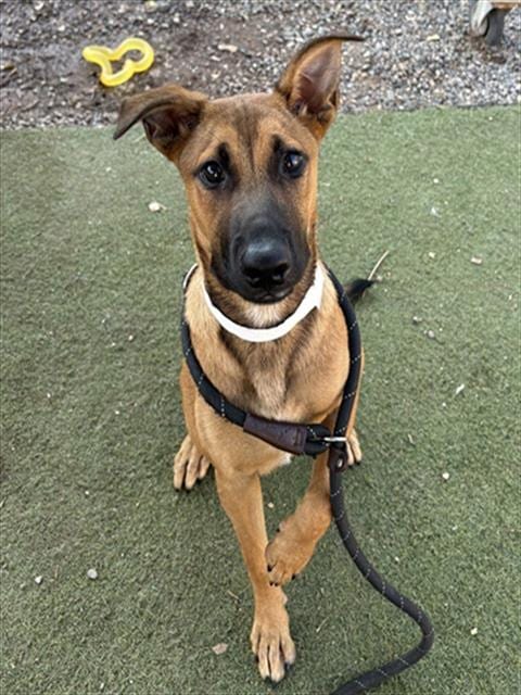 Photo of Care Bear, adoptable German Shepherd Dog in Phoenix, Arizona
