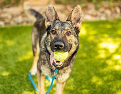 Photo of Louise, adoptable German Shepherd Dog in San Jose, California
