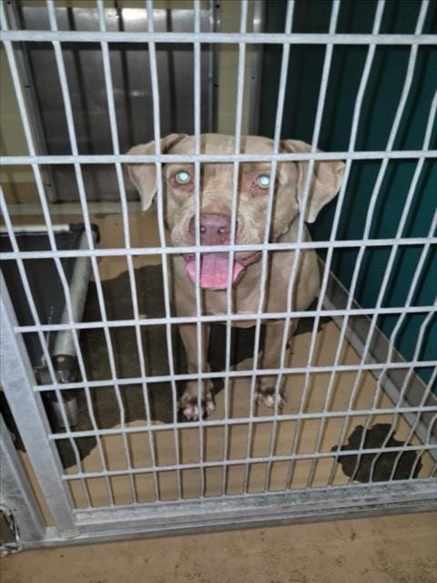 Photo of Boba Fetch, adoptable Pit Bull Terrier in Texas City, Texas