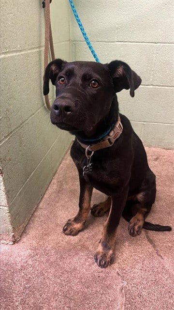 Photo of Porkchop, adoptable German Shepherd Dog in Sacramento, California