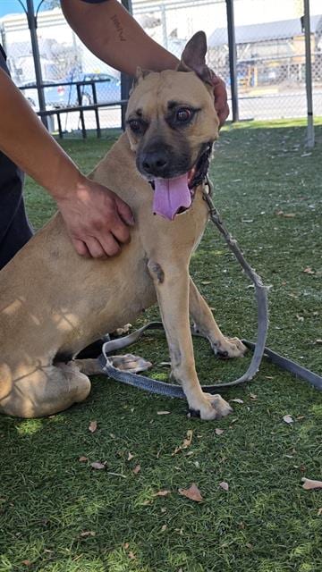 Photo of Sunday, adoptable Boxer in Downey, California