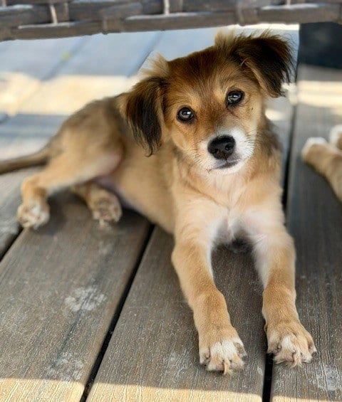 Photo of Kiwi, adoptable Australian Shepherd in Genesee, Wisconsin