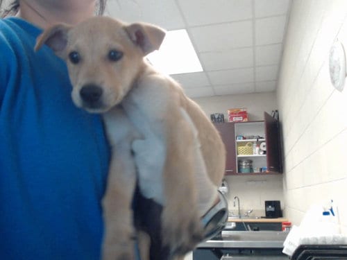 Photo of A435740, adoptable Labrador Retriever in Fayetteville, North Carolina
