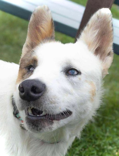 Photo of Aria, adoptable Unknown breed (short coat) in Estherville, Iowa