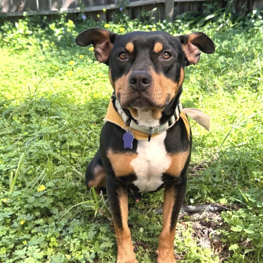 Photo of Mr. Beans, adoptable Mixed Breed (Medium) in San Francisco, California