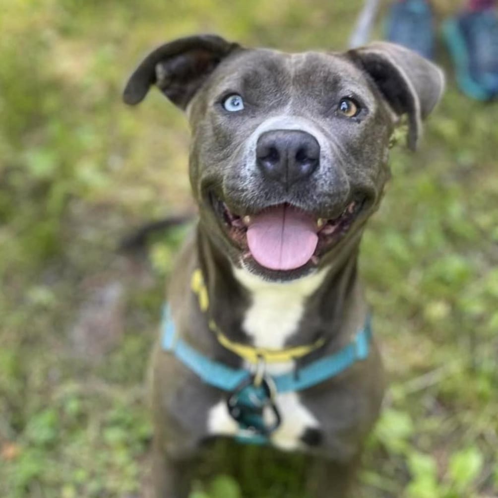 Photo of Pinely, adoptable Mixed Breed (Large)