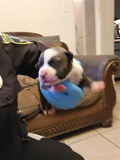 Photo of Melina, adoptable American Staffordshire Terrier in San Antonio, Texas