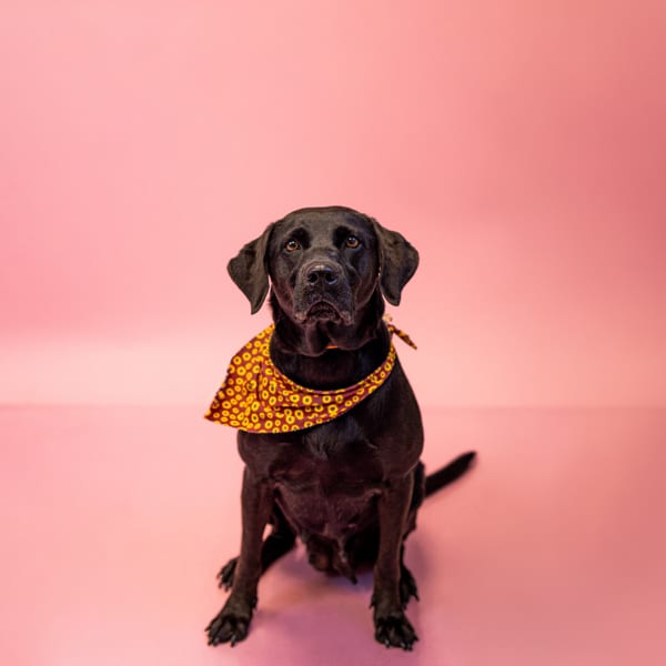 Photo of Spirit, adoptable Labrador cross in Lawrenceville, Georgia