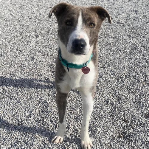 Photo of Colby, adoptable Labrador Retriever in St. Peters, Missouri